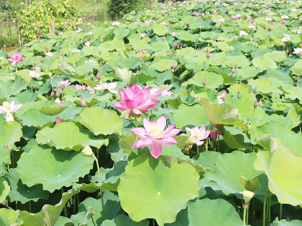 不負韶華不負景，海福祥最美賞花行
